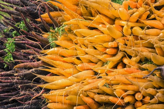 Bunches of carrots at outdoor market