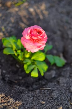 Closeup of a pink ranunculus flower with soft focus