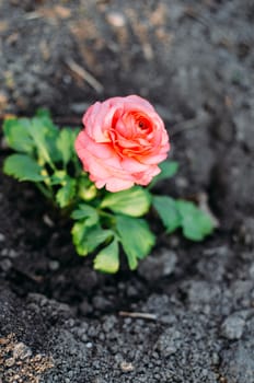 Closeup of a pink ranunculus flower with soft focus