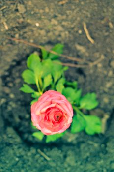 Closeup of a pink ranunculus flower with soft focus