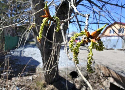 poplar buds on the tree closeup on spring blue sky background
