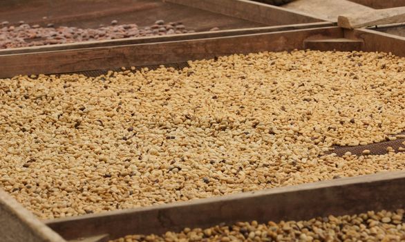 Drying of cocoa and coffee beans, Sao Tome and Principe, Africa