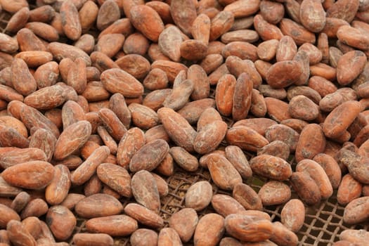 Drying of cocoa beans, Sao Tome and Principe, Africa