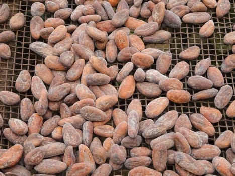 Drying of cocoa beans, Sao Tome and Principe, Africa
