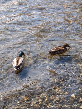 Duck swimming in the lake