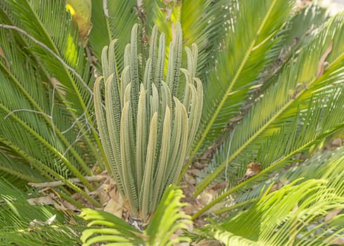 Australian native plant Cycad closeup with palm leaves and fronds