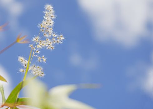 Fluffy seed head of grass against cloudy blue sky background concept for growth, life and seasons