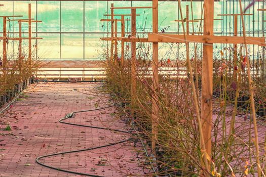 Greenhouse for cultivation and breeding of flowering plants and vegetables.