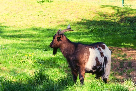 Brown goat on a meadow at pasture.