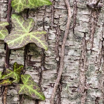 Texture (background) shot of brown tree bark, filling the frame.