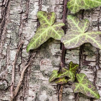 Texture (background) shot of brown tree bark, filling the frame.