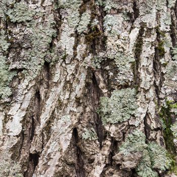 Texture (background) shot of brown tree bark, filling the frame.