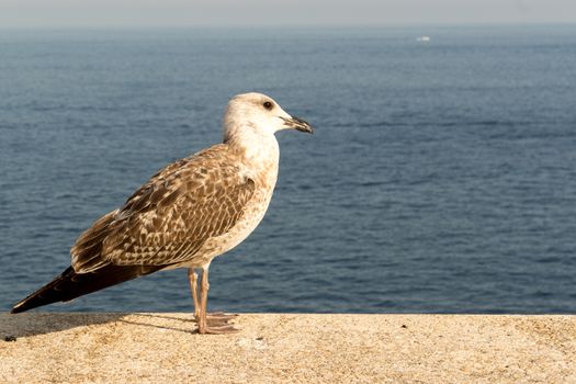 seagull perched on a balcony in the blue sea of Monaco - Montecarlo