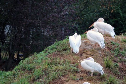 Great White Pelican (Pelecanus Onocrotalus) In The Summer Rain