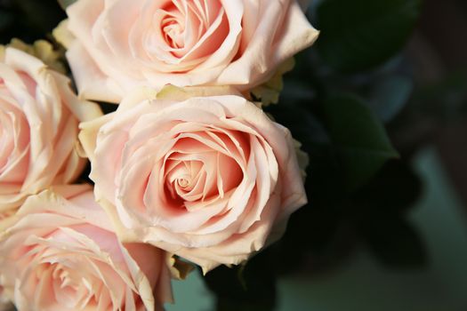 Beautiful Bouquet of Pale Pink Roses