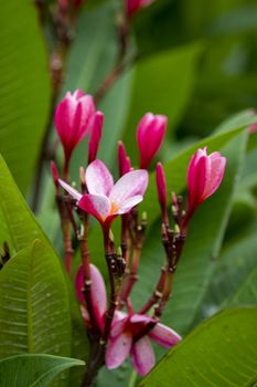 Branch of tropical flowers frangipani (plumeria) of thailand