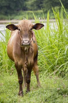 Image of brown cow on nature background. Animal farm