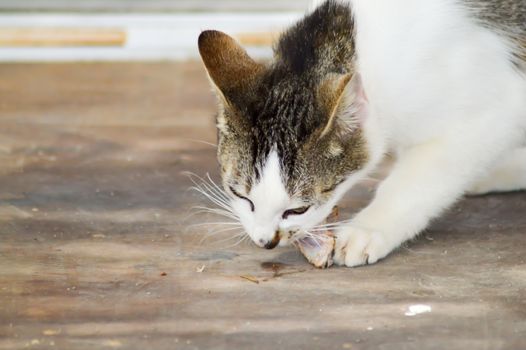 Black and white cat who tastes a piece of meat in a village Cretans