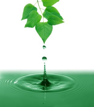 Twig with freshness green leaves above splashing water