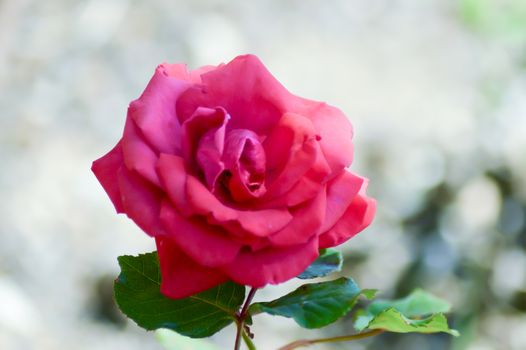 Close-up on a red rose in a garden