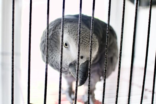 Sad parrot in cage