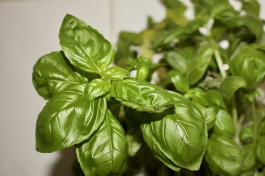 Fresh chives, basil, parsley in the kitchen