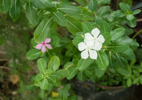 COLOR PHOTO OF PERIWINKLE FLOWER IN GARDEN UNDER SUNLIGHT