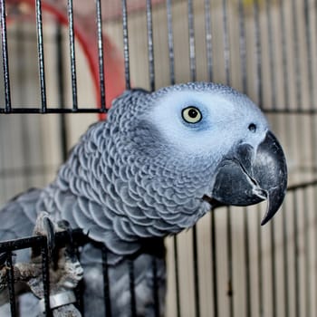 Animals. African grey parrot in cage.