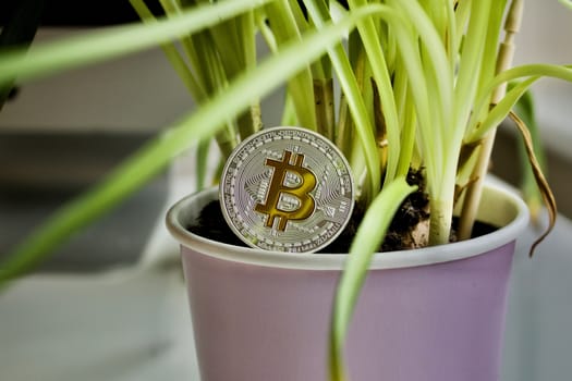 Cryptocurrency physical silver bitcoin coin with plant