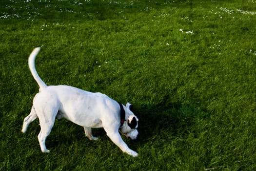 White dog on playing on green grass