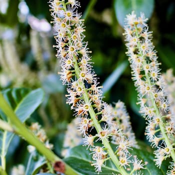 Flowering plants on spring time in Bedfordshire Area