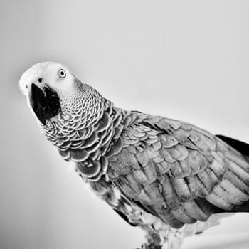 Wild african grey parrot