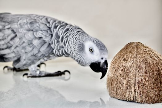 Pet. African grey parrot and coconut.
