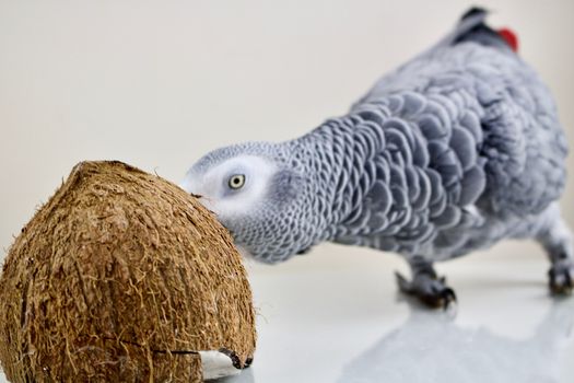 African grey parrot with a coconut