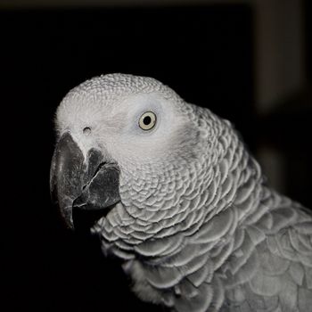 Wild pet. African grey parrot on black background