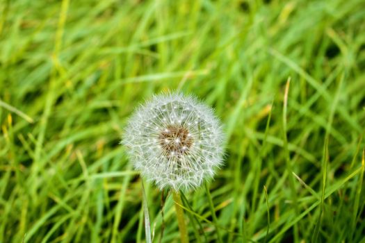 White dandelion on the green grass
