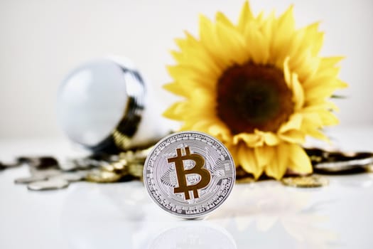 Physical cryptocurrency silver bitcoin coin and yellow sunflower near bulb.