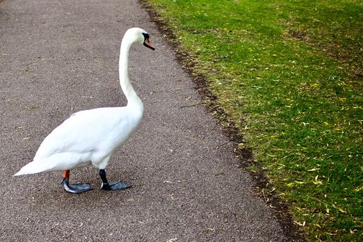 Wild white swan on the footpath in Bedford