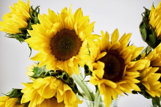 Few yellow young sunflowers plants in vase.