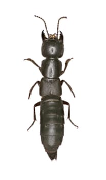 Large Rove Beetle Ocypus on white Background  -  Ocypus nitens (Schrank, 1781)