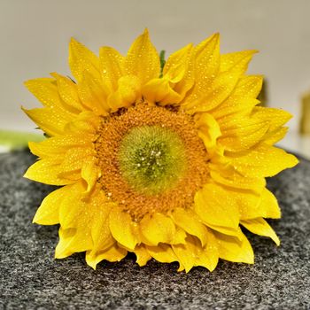 Wet yellow natural sunflower