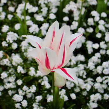 White flower on the green background