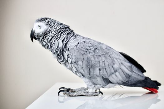 African grey parrot at home
