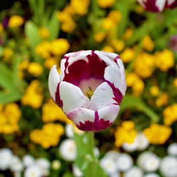 White and purple tulip on flowers composition