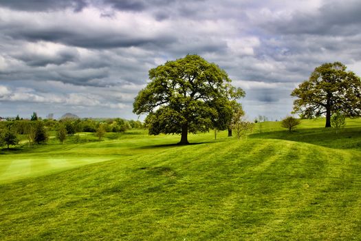 Big green tree on the green fields in gold club