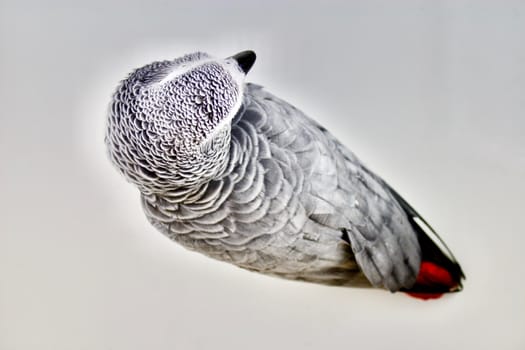 Flat picture of african grey parrot