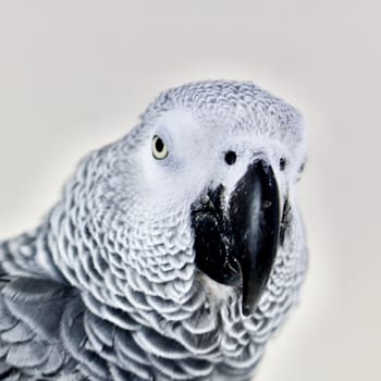 Home pet. Talking parrot. African grey parrot