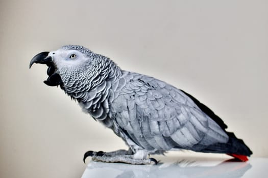 Yawn african grey parrot home pet.