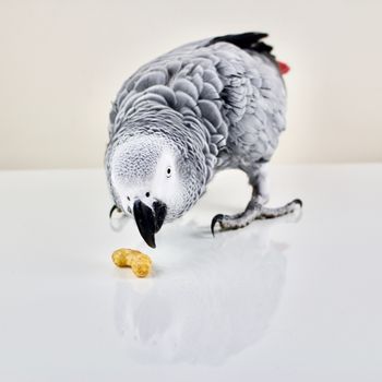 African grey parrot smell peanut crisp
