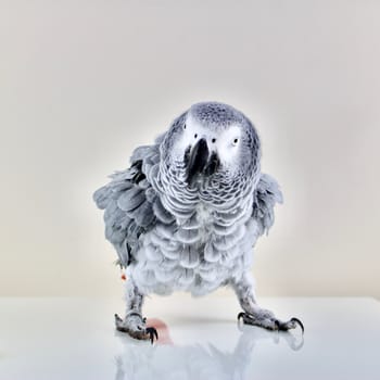 Talking parrot on the table